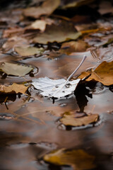 White leaf floating on water, pond surrounded with red, orange and yellow leaves