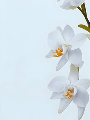 Fototapeta na wymiar white orchid flowers and copy space 