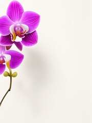 pink orchid on a white background anda copy spase 