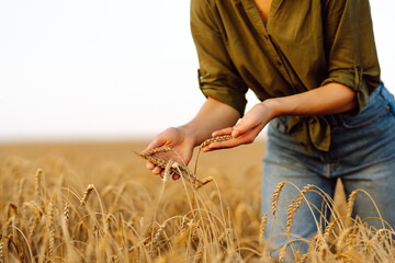 Woman farmer works in a ripe wheat field and inspects the crop, checking the quality of the wheat. Female agronomist checks the growth of a freak. Agricultural management. - obrazy, fototapety, plakaty