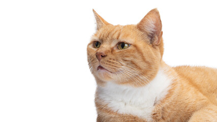 Cat. Red kitten. Pet grooming salon. Cute cat portrait. Adorable fluffy kitten. Home pet. Beautiful animals. Good for store, shopping advertising. Isolated Background with copy space.