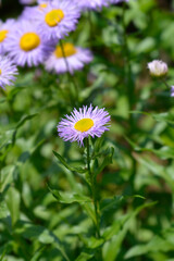 Showy fleabane flowers