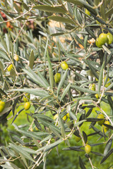 olive branches with green olives being cultivated for future harvesting as olives and olive oil