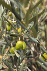 Fototapeta premium olive branches with green olives being cultivated for future harvesting as olives and olive oil