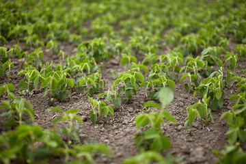 Rows of green soybeans sprouted in the field