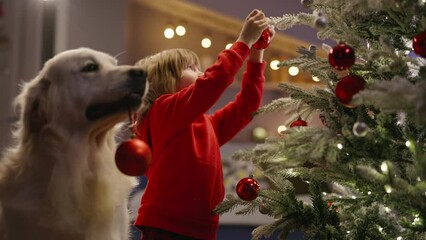 Preparations for Christmas are in full swing as boy and his dog decorate tree with cheerful red balls, eagerly anticipating arrival of New Year. Festive spirit fill home joy and magic. Cinematic AD
