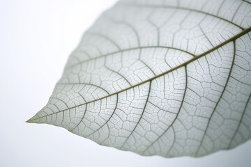 Obraz premium close up of leaf