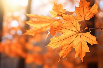 Fototapeta premium autumn maple leaves