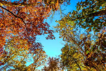 Beautiful colorful Nature Fall Scenery