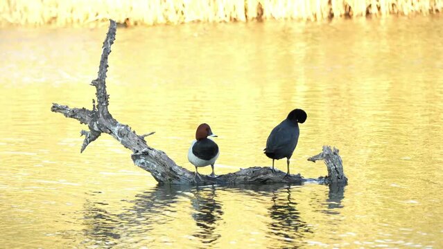 Aves posadas en el tronco de la charca 