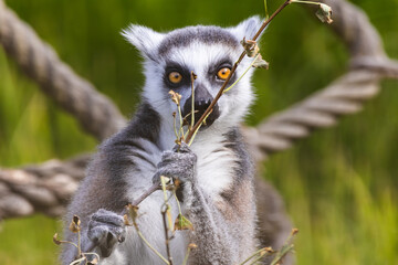 Funny face - eyes squint of ring-tailed lemur catta staring at branch with ropes on blurred background