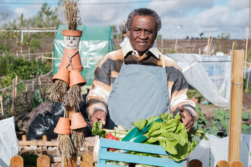 Older man picking vegetables from his organic garden to enjoy his retirement