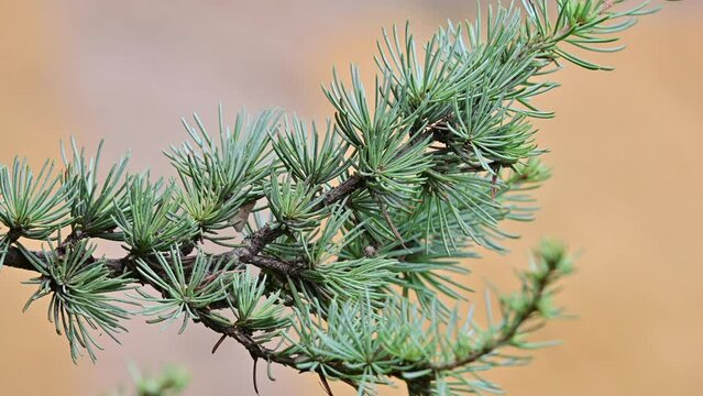 The light blue pine tree swaying in the wind. Holiday tree pine concept.