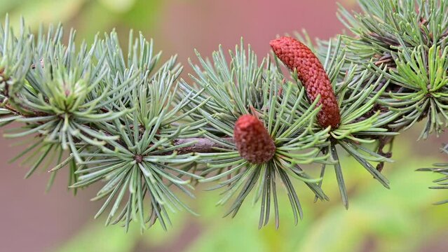 The light blue pine tree swaying in the wind. Holiday tree pine concept.