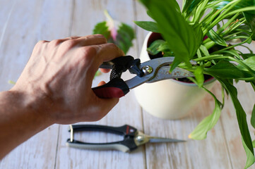 Closeup of hand with pruning shears cutting plant