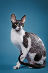 Alert Cornish Rex on blue studio background. The cat with large ears and striking pattern stand...