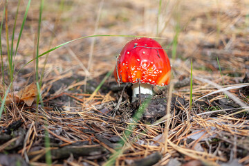 Red fly agaric mushroom in a coniferous forest. Close-up of a mushroom cap with white dots. Selective focus. Amanita muscaria.