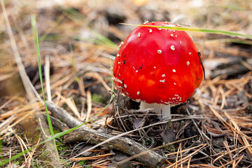 Red fly agaric mushroom in a coniferous forest. Close-up of a mushroom cap with white dots. Selective focus. Amanita muscaria.