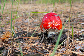 Red fly agaric mushroom in a coniferous forest. Close-up of a mushroom cap with white dots. Selective focus. Amanita muscaria.