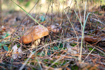 Slippery Jacks mushroom in pine forests after a rainy day in autumn. They are found across the world in pine forests. Selective focus. Suillus luteus. Slippery Jacks. Sticky bun mushroom.