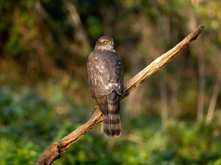 Sparrowhawk, Accipiter nisus