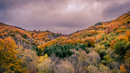 forest mountain in autumn color
