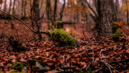 mushroom on tree stump autumn