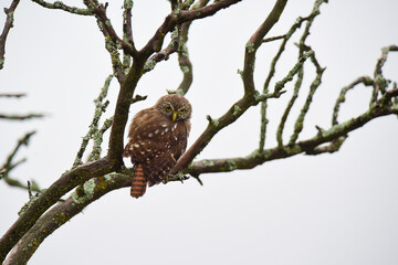 Ferruginous Pygmy owl, Glaucidium brasilianum, Calden forest, La Pampa Province, Patagonia, Argentina.