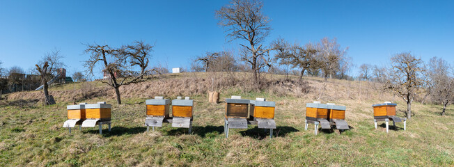 Bienenbeuten in der Streuobstwiese im Frühjahr