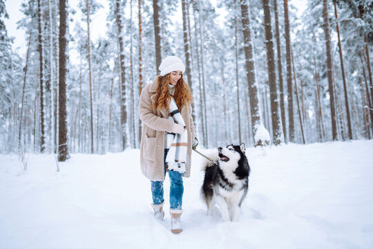 Cute Woman Playing With Her Dog In The Snow. A Happy Woman And A Siberian Husky Are Walking Together In A Snowy Forest. The Concept Of Holiday, Relaxation.