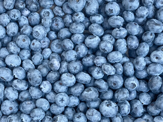 Lots of Fresh Delicious Blueberries
