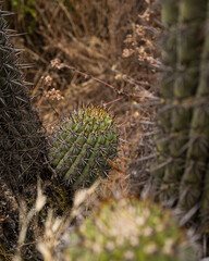 Exploring the Unique World of a Desert Cactus