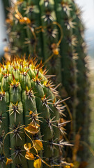 Close-Up of the real Resilience of a Cactus