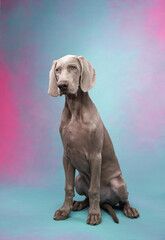 Weimaraner puppy sits, pastel studio background. The poised dog's silky coat and soulful eyes are endearing