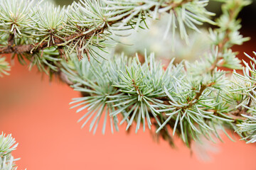 The light blue pine tree swaying in the wind. Holiday tree pine concept.