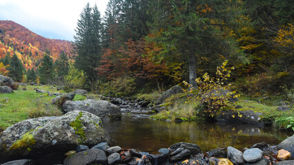 A mountain stream flowing along moss covered stones and forming a small pond at the edge of an autumn colored forest with beech and coniferous trees. Vegetation is abundant, Carpathia, Romania.