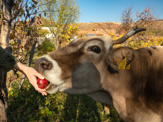Hand feeding an apple to a domestic cow. The cow has its ear tagged with a label. It is grazing in...