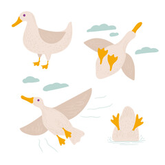 poster with white ducks. cute bird in several angles on a white background