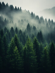 Forest, foggy, natural light