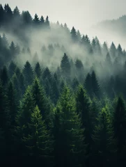 Papier peint photo  Forest, foggy, natural light  © Cadengo