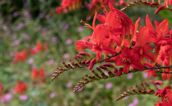 Close up photo of red crocosmia flowers with diffuse background of a garden.