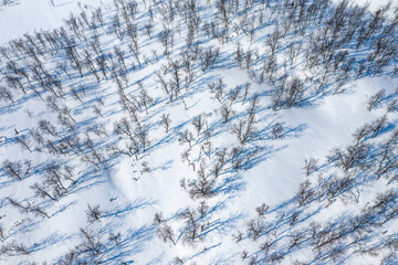 Aerial top down photo of wild rare mountain birch forest. Sunny winter day, much snow. Swedish...