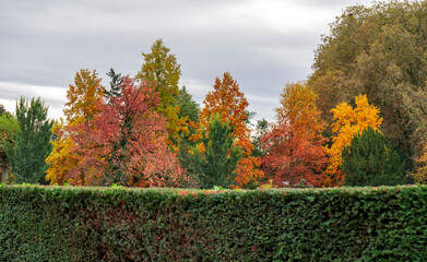 Obraz premium les arbres sont jolis en automne avec les couleurs vives