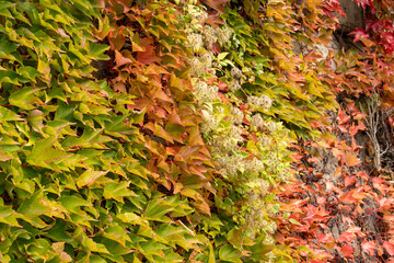 un mur avec les feuilles jaunes et rouges en automne