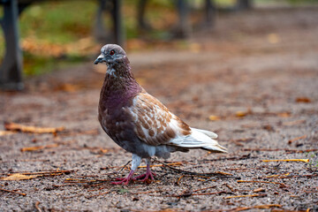 Les oiseaux Pigeons cherchent à manger par terre en automne