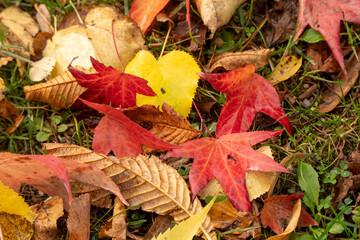 Le paysage en automne avec les pleines couleurs