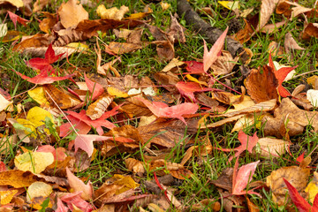 Le paysage en automne avec les pleines couleurs