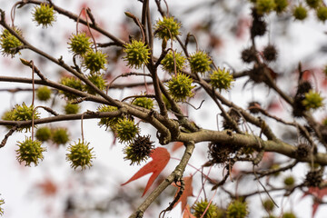 Les châtaignes en automne, chute de feuilles 