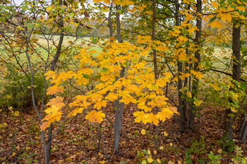 Les arbres avec les feuilles jaunes en Automne- chute nature