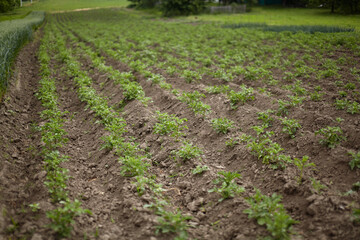Long rows of new potatoes